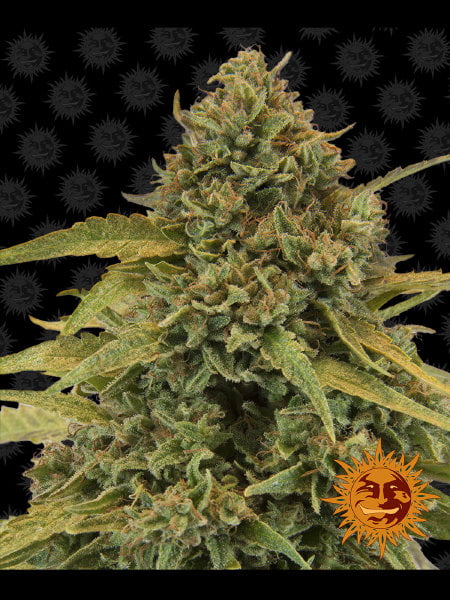 Barneys Farm Bad Azz Kush Feminised Cannabis Seeds