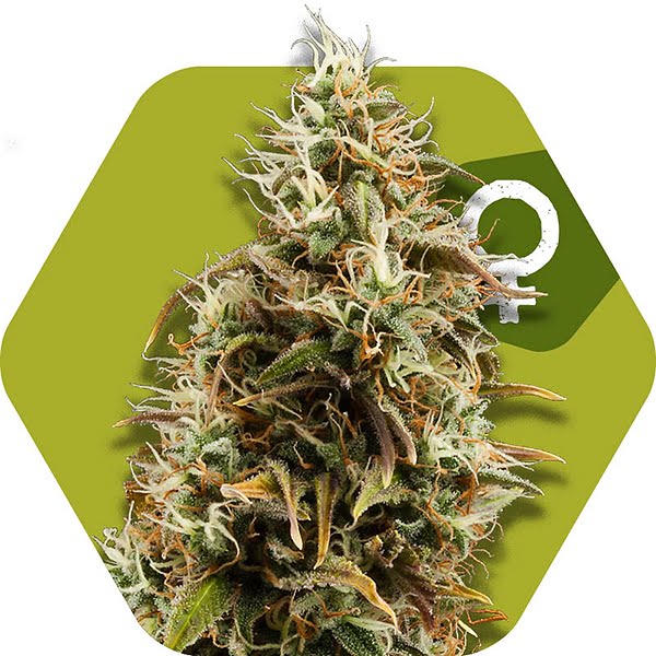 Zambeza Choco Candy (FEM) - StrainSupermarket.com - Cheap Cannabis ...