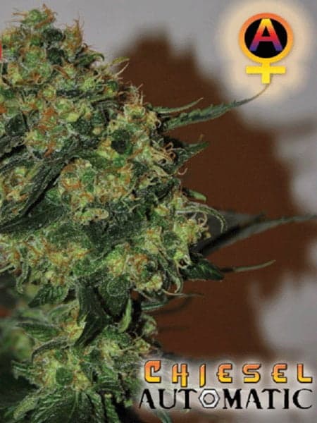 Big Buddha Seeds - Auto Chiesel aka Chiesel Automatic Feminised ...