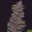 Auto Northern Lights x Pakistani Chitral Kush (5 Auto Fem)