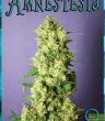 Rockwell Seeds - Amnestesia - Feminized Cannabis Seeds