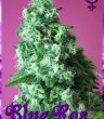 rockwell-seeds-blue-rose-feminized-cannabis-seeds