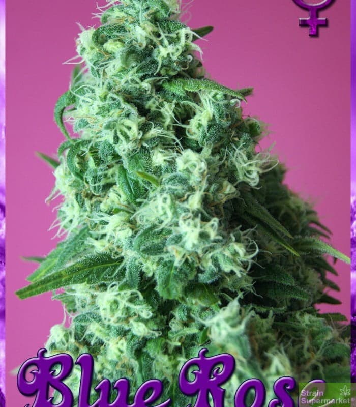 rockwell-seeds-blue-rose-feminized-cannabis-seeds
