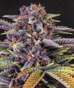 forbidden fruit seeds forbidden fruit strain seeds
