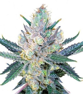 blue cheese feminized