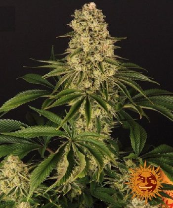 Tropicanna Banana (Barneys Farm Seeds)