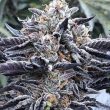 lava cake strain feminized seeds