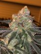 Love Cannabis - London Pound Cake - Feminized Cannabis Seeds
