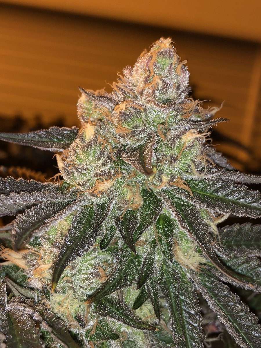 love-cannabis-seeds-london-pound-cake-s1-feminized-cannabis-seedsjpg