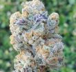 Love Cannabis - Slurricane - Feminized Cannabis Seeds