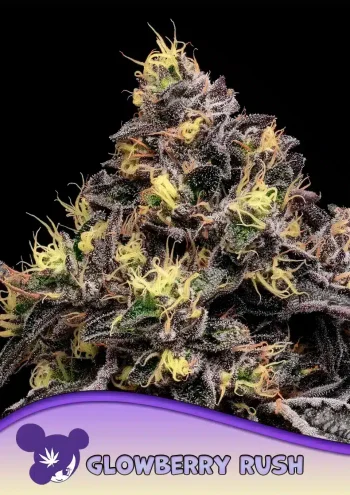 Glowberry Rush Seeds – Anesia Seeds