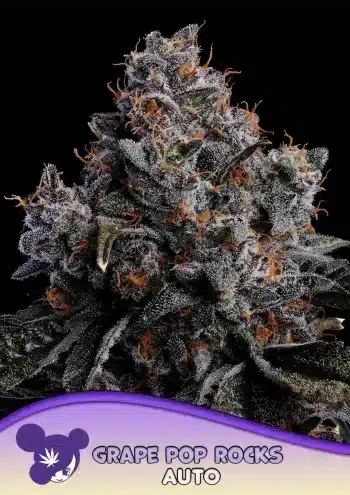Grape Pop Rocks Auto autoflower cannabis seeds by Anesia Seeds