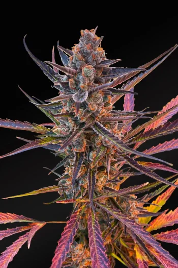 yuzu euphoria auto