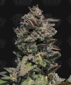 auto forbidden mints terp treez co