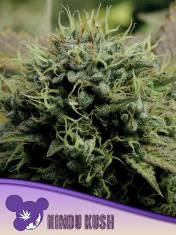 Hindu Kush seeds by Anesia Seeds