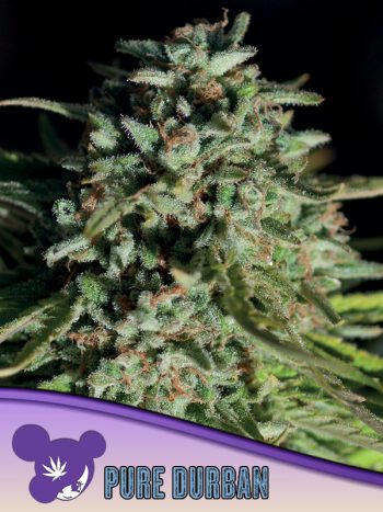 Pure Durban seeds by Anesia Seeds