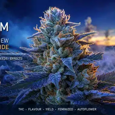 Blue Dream Strain Review & Grow Guide