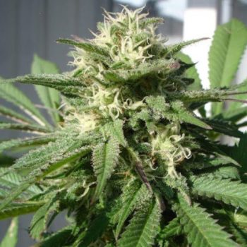 Black Skull Seeds - Bubble Bud Feminised Cannabis Seeds