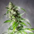 spliff-seeds-jack-f1-regular-cannabis-seeds3
