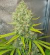 spliff-seeds-jack-f1-regular-cannabis-seeds3