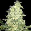 Spliff Seeds Jack F1 (5 Reg)