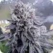 top shelf black valium