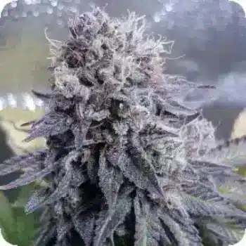top shelf black valium