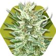 Zambeza Vanilla Ice (FEM)