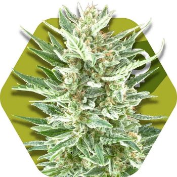 Zambeza Vanilla Ice (FEM)