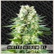 white-widow-xl-feminized