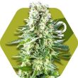 Zambeza White Widow XL (FEM)