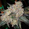 ZKITTLEZ7777