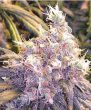 Bighead Seeds Zkittlez (5 FEM)