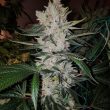Bighead Seeds Gorilla Zkittlez (5 FEM)