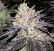 Bighead Seeds Wedding Cake (5 FEM)