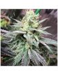 ZKITTLEZ7777