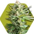 Zambeza Amnesia Haze XL (FEM)