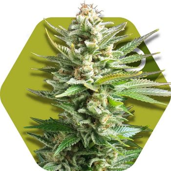 Zambeza Amnesia Haze XL (FEM)