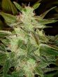 Black Skull Seeds - Auto Speed Haze Autoflowering Feminised Cannabis Seeds