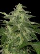 Black Skull Diesel-Matic Autoflowering Feminised Cannabis Seeds
