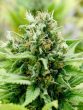 black-skull-seeds-jack-matic-autoflowering-cannabis-seeds