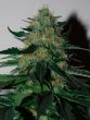Black Skull Seeds - Pineapple Gum Feminised Cannabis Seeds