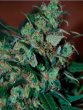 Black Skull Seeds - Power Bud Feminised Cannabis Seeds