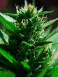 Black Skull Seeds - Skull Ryder Autoflowering Feminised Cannabis Seeds
