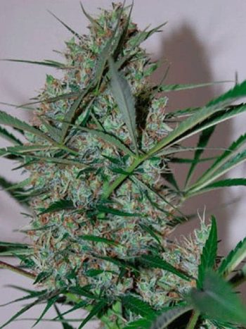 Black Skull Seeds - Speed Haze Feminised Cannabis Seeds
