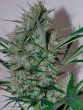 black-skull-seeds-speed-haze-feminised-cannabis-seeds