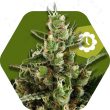 Zambeza Candy Caramelo Auto (FEM)