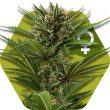 Zambeza Candy Caramelo (FEM)