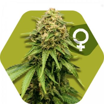 Zambeza Critical XXL (FEM)