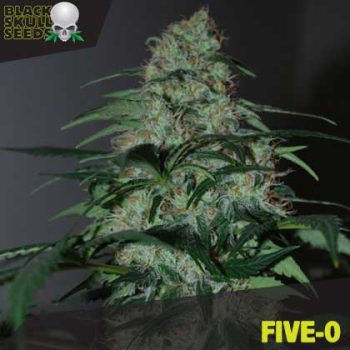 Black Skull Seeds - Five-O Feminised Cannabis Seeds
